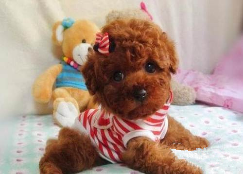 广州纯种泰迪幼犬价格 实体养殖场多个热门品种出售