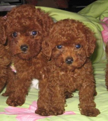 宁洱县买泰迪 宁洱县附近哪里有狗场