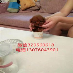 天津哪里出售茶杯犬  白色茶杯犬多少钱一只