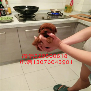 天津哪里出售茶杯犬  白色茶杯犬多少钱一只