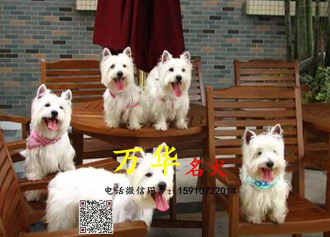 西高地多少钱 西高地好养活吗  西高地犬舍