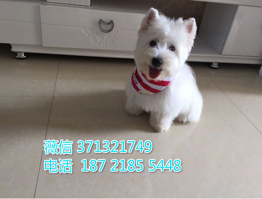 西高地犬出售白色一窝，健康北京犬舍繁殖 超迷人西高地