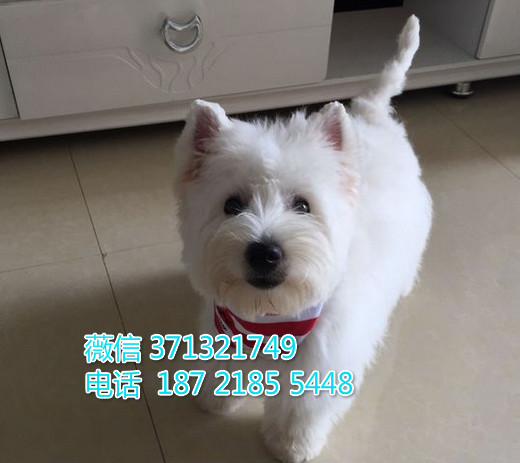 西高地犬出售白色的一窝 温顺犬舍繁殖 天津狗