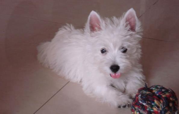 福州宠物狗狗犬舍出售纯种西高地犬买狗卖狗市