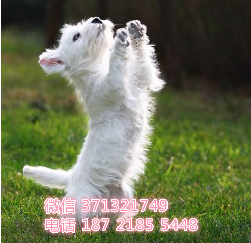 西高地出售特价，狗场直销 昆明狗场繁殖