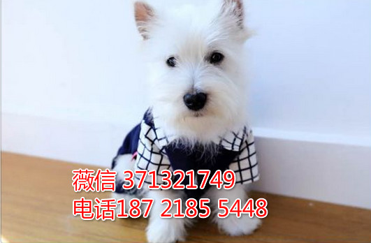 ?？谌?西高地犬出售纯种幼犬 ?？诒镜靥丶劭梢陨厦叛? /></div>              </div>

  </div>
  <div   id=