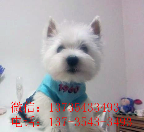 重庆宠物狗狗犬舍出售纯种西高地犬买狗卖狗市