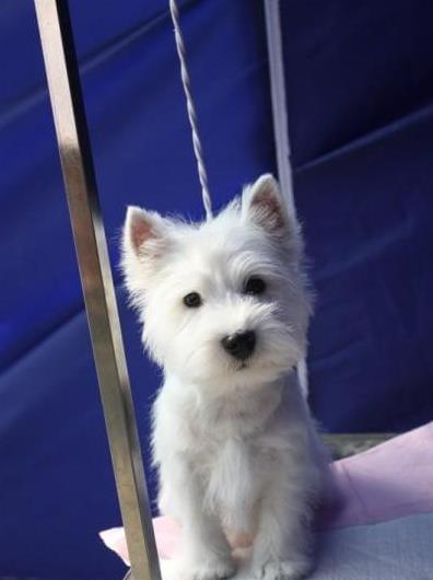 合肥宠物狗狗犬舍出售纯种西高地犬买狗卖狗市