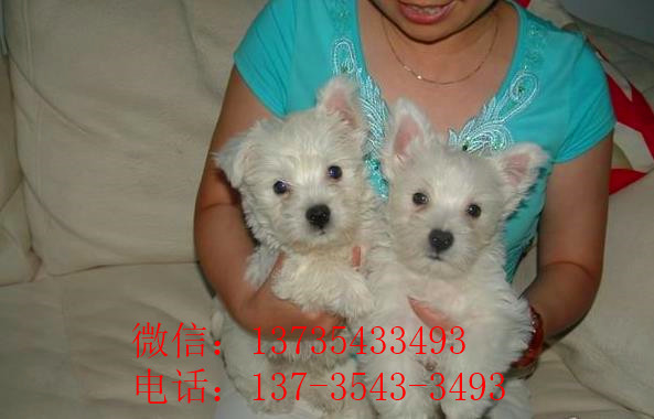 济南宠物狗狗犬舍出售纯种西高地犬买狗卖狗市场在哪