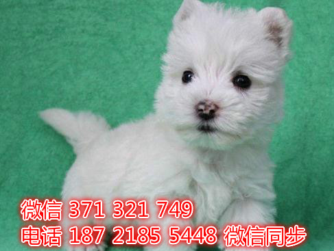 太原宠物狗狗 西高地犬纯种幼犬 太原犬舍在哪