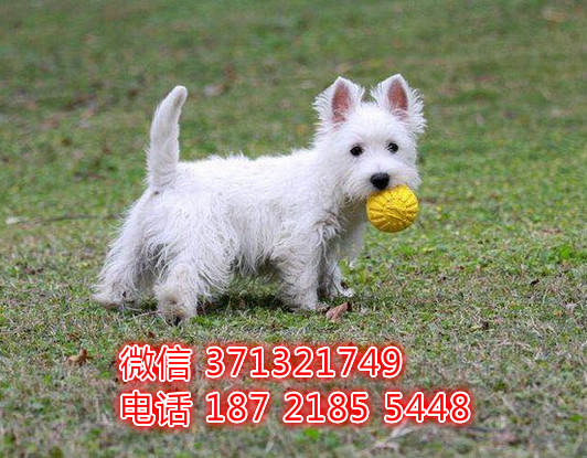 上海狗狗 出售 西高地犬幼犬 上海特价宠物 特价犬舍