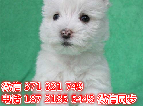 哈尔滨宠物狗狗 西高地犬出售 哈尔滨狗场繁殖