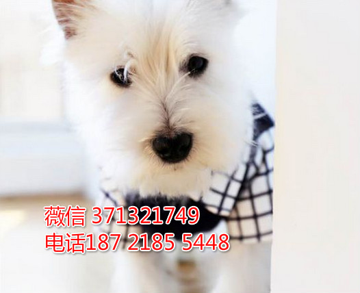 南京狗狗 西高地犬出售 南京特价宠物狗狗 