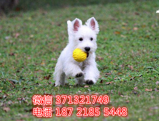 苏州狗狗 西高地犬出售纯种幼犬 苏州犬舍全国