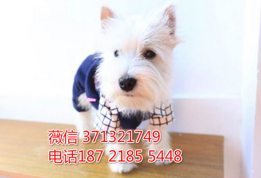 深圳狗狗 西高地犬出售纯种幼犬 深圳实体店 全国发货