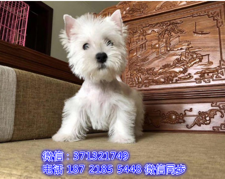 沈阳特价 西高地犬出售纯种幼犬 专业繁殖专业发货 可上门看炭
