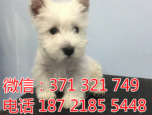 全国特惠 西高地犬纯种幼犬 支持上门 支持空运汽运 包健康追