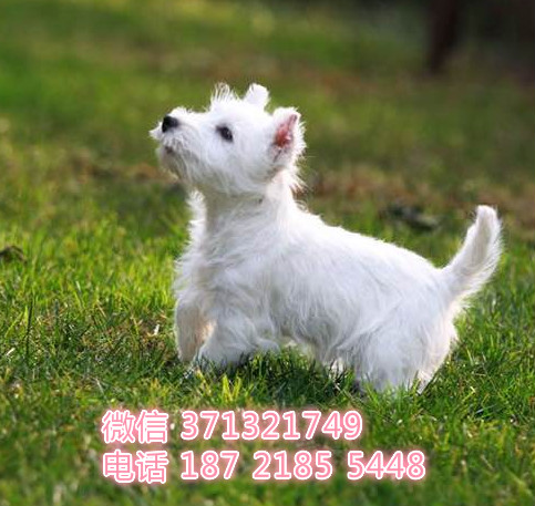 深圳宠物狗狗 西高地犬出售幼犬 全国可以发货巡