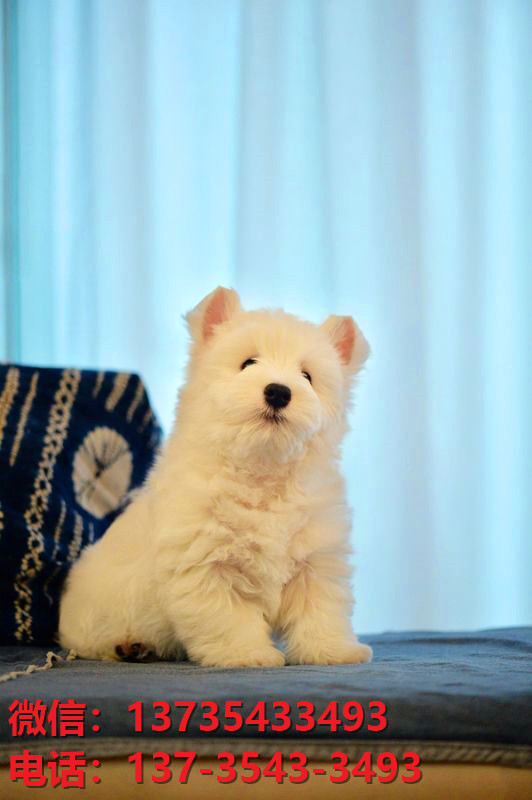 厦门宠物狗狗犬舍出售纯种西高地犬幼犬西部高