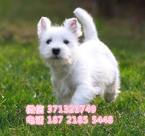 北京宠物狗狗 西高地犬出售幼犬 全国可以发货