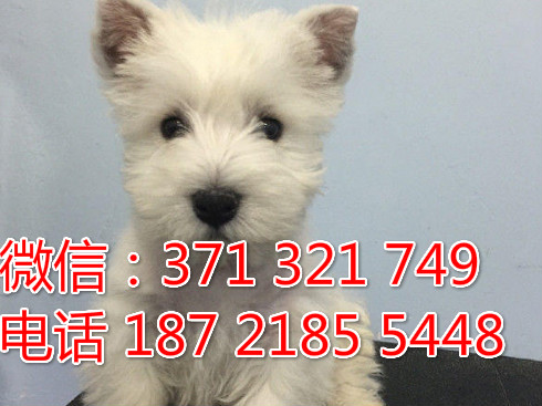 全国特惠 西高地犬纯种幼犬 支持上门 支持空