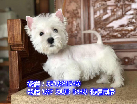 杭州特价 西高地犬出售纯种幼犬 专业繁殖专业