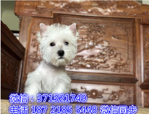 沈阳特价 西高地犬出售纯种幼犬 专业繁殖专业发货 可上门看炭