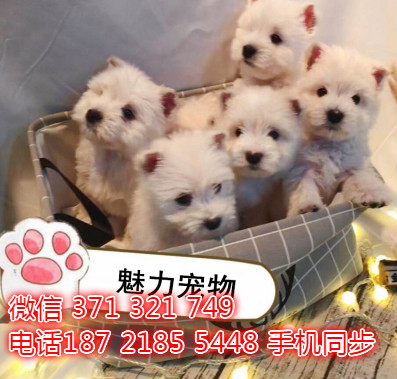 宠物市场 哪里有宠物西高地犬，精品小型中型大型犬狗狗奈