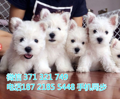 宠物市场 哪里有宠物西高地犬，精品小型中型大型犬狗狗蓉