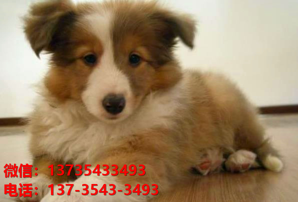 西安宠物狗狗犬舍出售纯种喜乐蒂犬宠物狗市场在那哪里