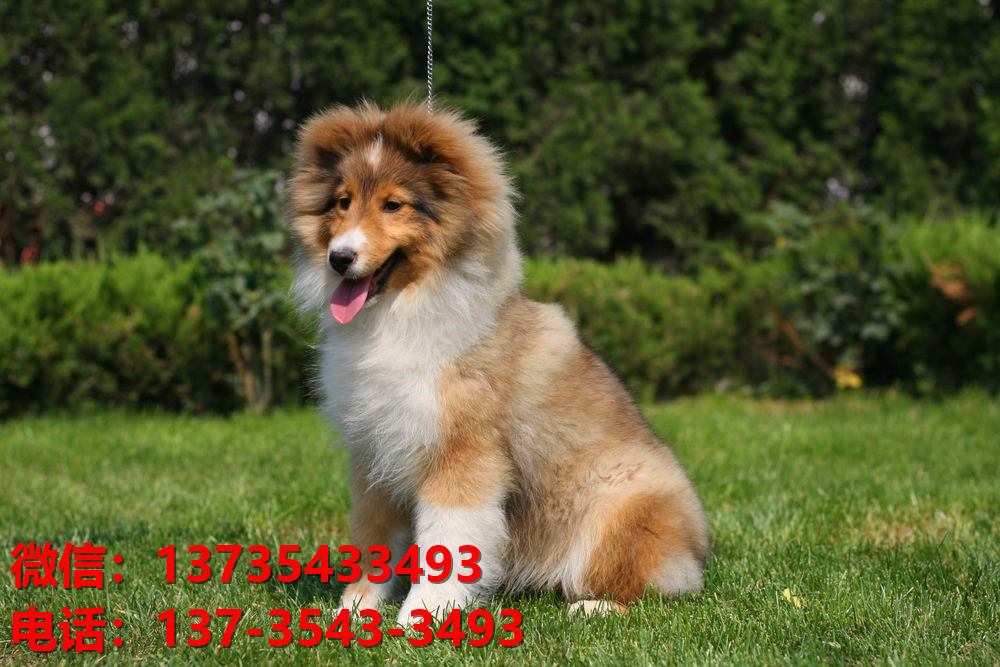 杭州宠物狗狗犬舍出售纯种喜乐蒂犬宠物狗市场在那哪里