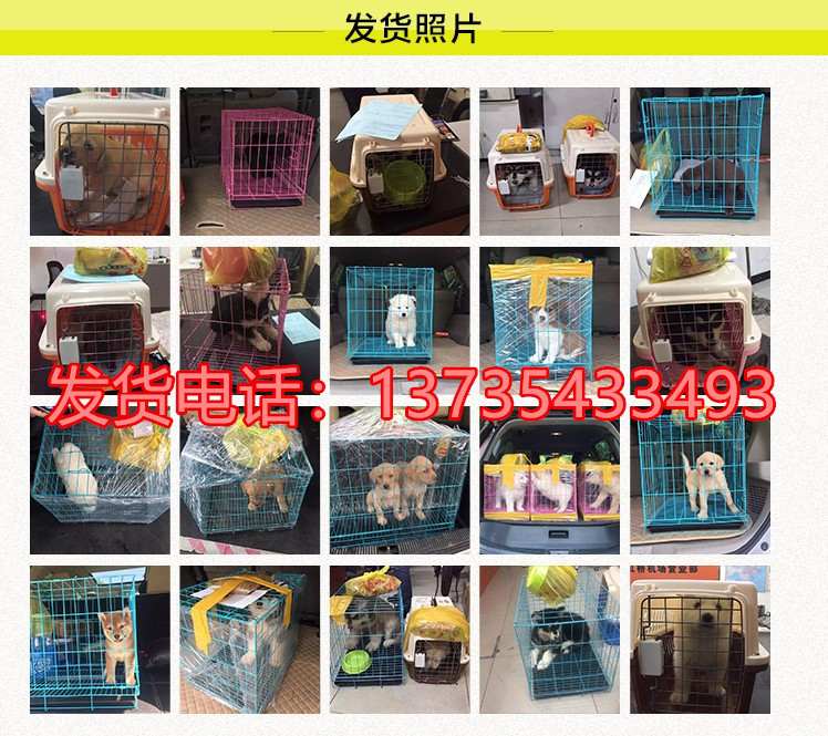 纯种喜乐蒂犬出售宠物狗狗犬舍领养活体宠物狗市场在哪里买狗网上哪里卖狗