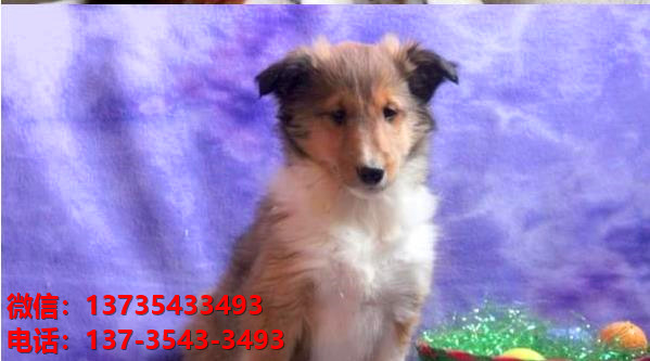 杭州宠物狗狗犬舍出售纯种喜乐蒂犬宠物狗市场在那哪里