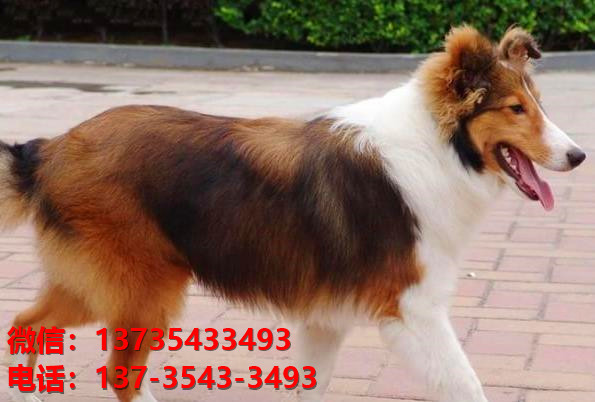 福州宠物狗狗犬舍出售纯种喜乐蒂犬宠物狗市场在那哪里