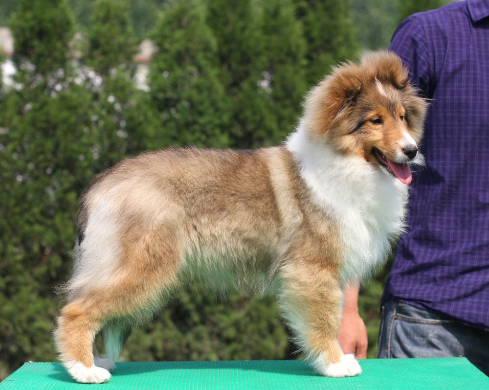 纯种喜乐蒂犬出售宠物狗狗犬舍领养活体宠物狗