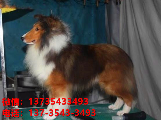 福州宠物狗狗犬舍出售纯种喜乐蒂犬宠物狗市场