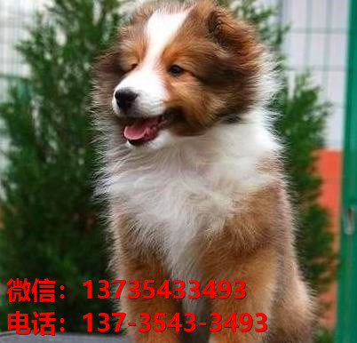 广州宠物狗狗犬舍出售纯种喜乐蒂犬宠物狗市场
