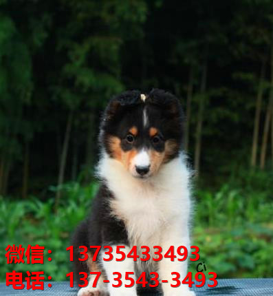 合肥宠物狗狗犬舍出售纯种喜乐蒂犬宠物狗市场在那哪里