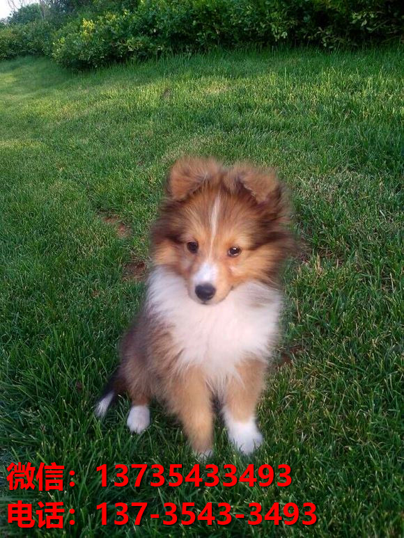 上海宠物狗狗犬舍出售纯种喜乐蒂犬宠物狗市场