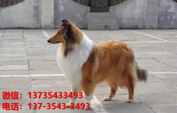 西安宠物狗狗犬舍出售纯种喜乐蒂犬宠物狗市场在那哪里