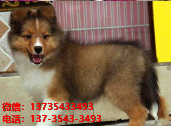 重庆宠物狗狗犬舍出售纯种喜乐蒂犬宠物狗市场在那哪里