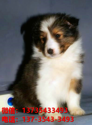 郑州宠物狗狗犬舍出售纯种喜乐蒂犬宠物狗市场