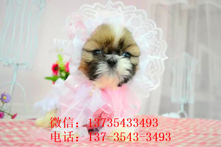 天津宠物狗狗犬舍出售纯种西施犬哪里有狗市场买狗卖狗