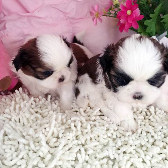 杭州宠物狗狗犬舍出售纯种西施犬哪里有狗市场