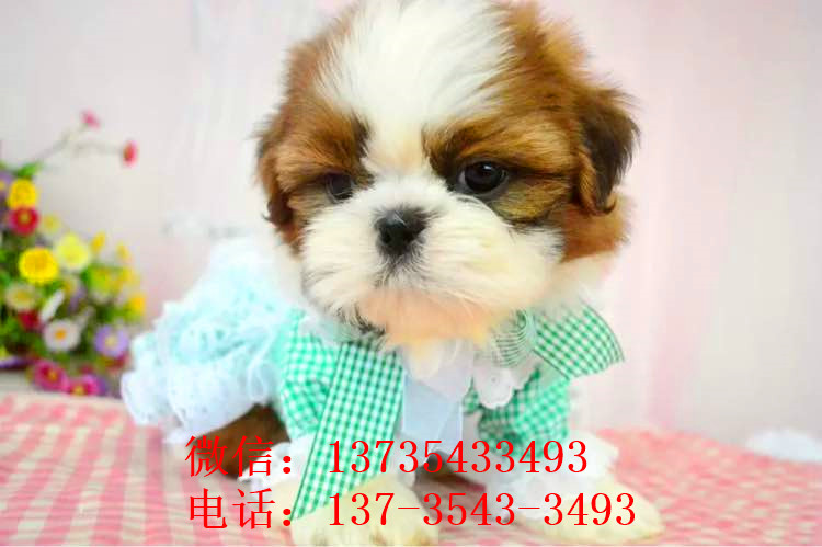 内蒙古宠物狗狗犬舍出售纯种西施犬哪里有狗市