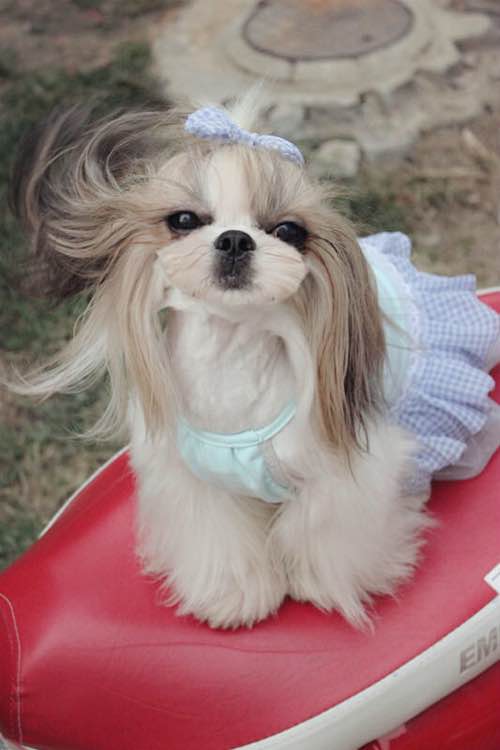 天津宠物狗狗犬舍出售纯种西施犬哪里有狗市场买狗卖狗