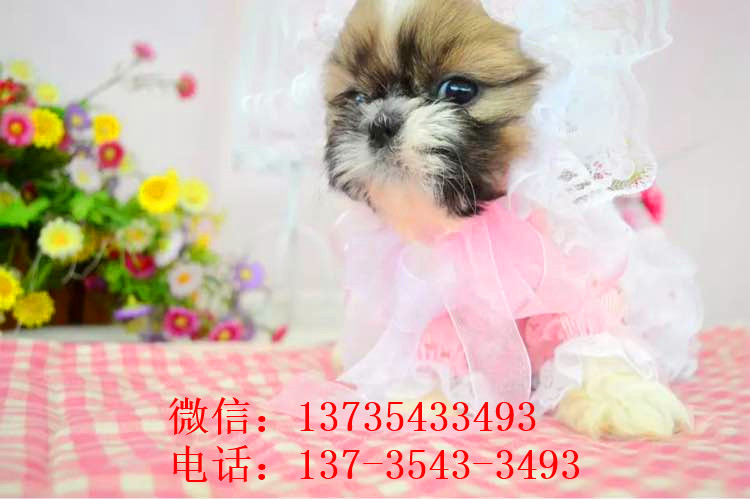 天津宠物狗狗犬舍出售纯种西施犬哪里有狗市场买狗卖狗