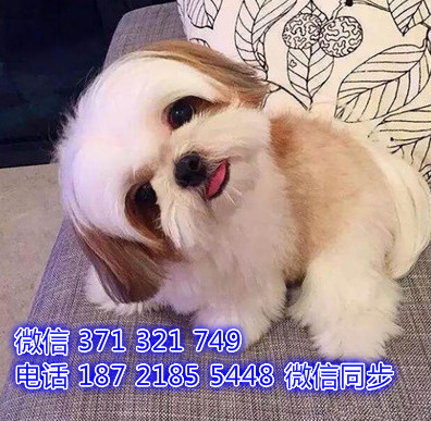 西施出售 宠物狗狗  宠物市场 狗狗图片 买卖狗狗兆