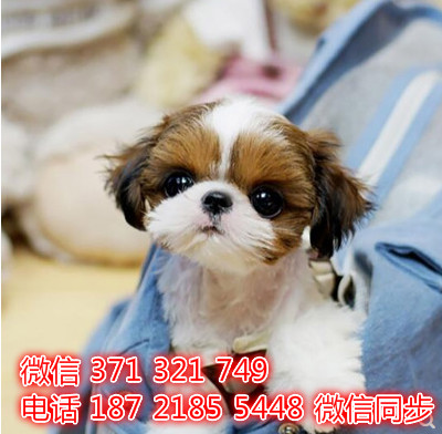 西施出售 宠物狗狗  宠物市场 狗狗图片 买卖狗狗擅