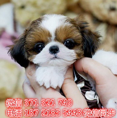 西施犬宠物买卖 宠物市场 宠物狗狗图片宠物网 呢